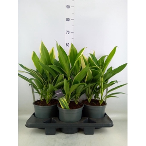 Cordyline fruti. 'Conga'