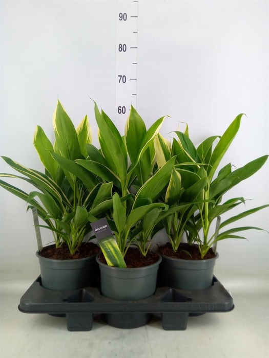 <h4>Cordyline fruti. 'Conga'</h4>
