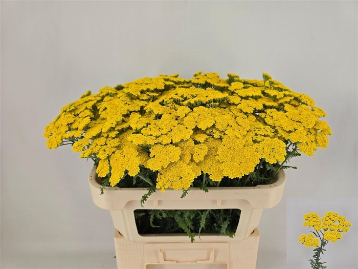 Achillea Moonshine