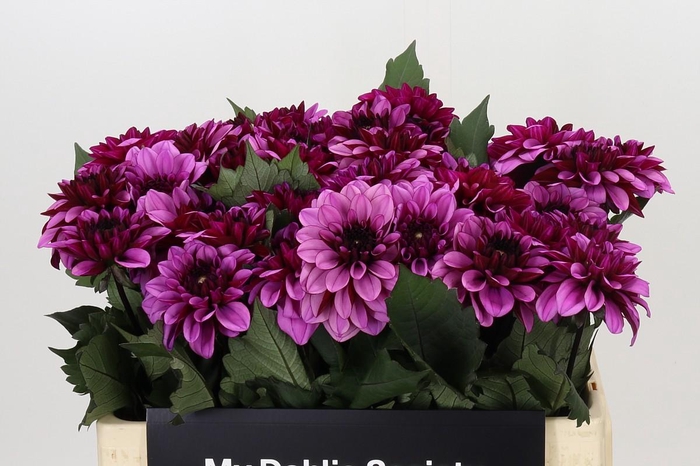 <h4>Dahlia Melissa Anne Marijke</h4>