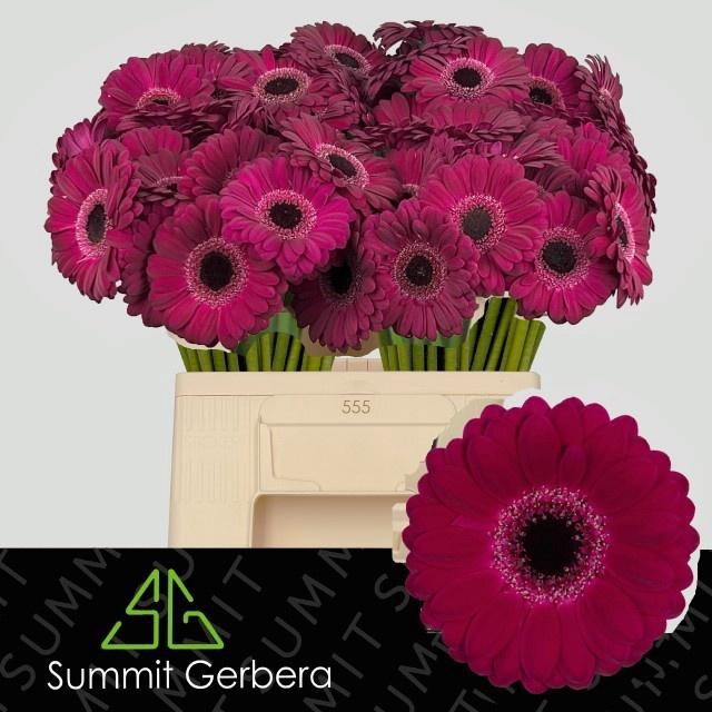 <h4>GE MI PLATINI+</h4>