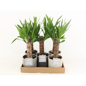 Yucca Keramiek Gaia
