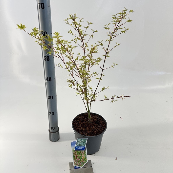 Acer palmatum Butterfly