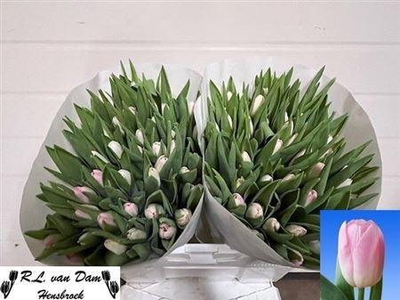 <h4>Tu En Dynasty</h4>