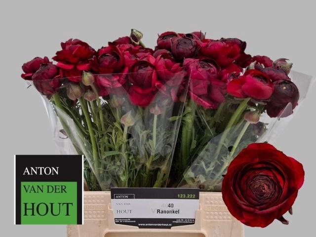 <h4>RAN AAZUR BORDEAUX</h4>