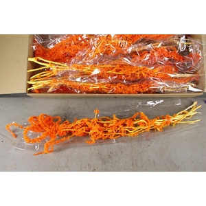 Pf Amaranthus Hang Orange Bs