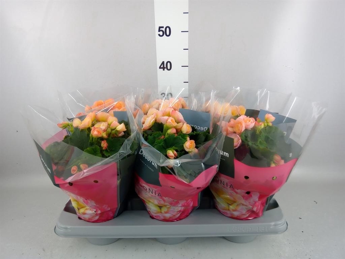 <h4>Begonia elat. DU 'Hailey Sunset'</h4>