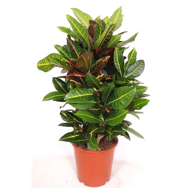 <h4>Codiaeum Petra (Croton Petra)</h4>