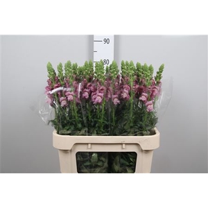 Antir Poto Lavender