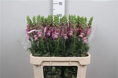 <h4>Antir Poto Lavender</h4>