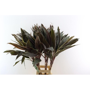 Cordyline Frut Cappucino Top 102cm