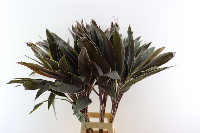 <h4>Cordyline Frut Cappucino Top 102cm</h4>