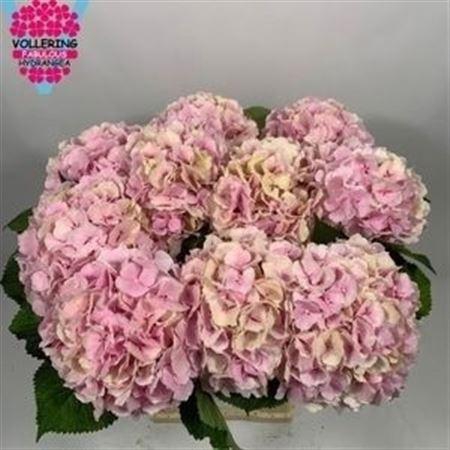 <h4>Hydr M Ch Verena Cl</h4>