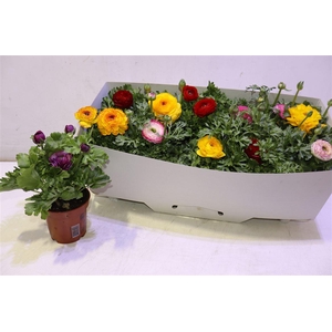 arr8 Ranun Sprink Gem