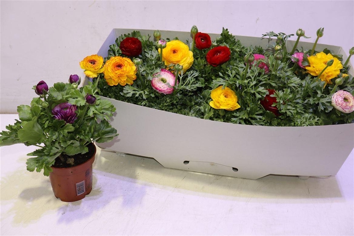 <h4>arr8 Ranun Sprink Gem</h4>