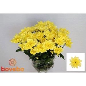 Chr T Baltica Yellow