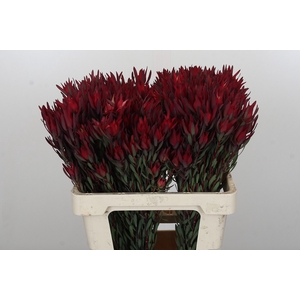 Leucadendron Blush Spray