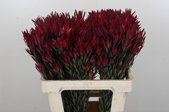 Leucadendron Blush Spray