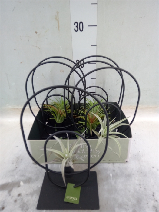 <h4>Arr.  Tillandsia L%</h4>