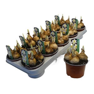 Narcissus Grootkronige Grp 'Ice Follies'