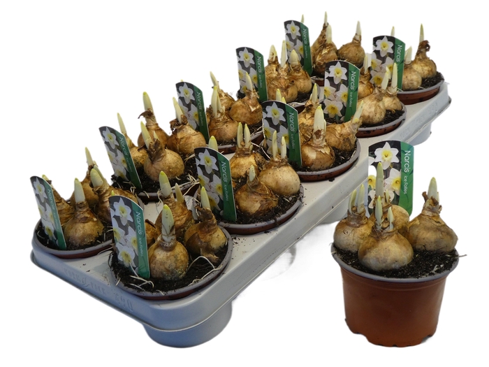 <h4>Narcissus Grootkronige Grp 'Ice Follies'</h4>