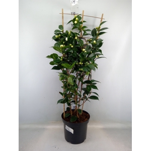 Camellia japonica