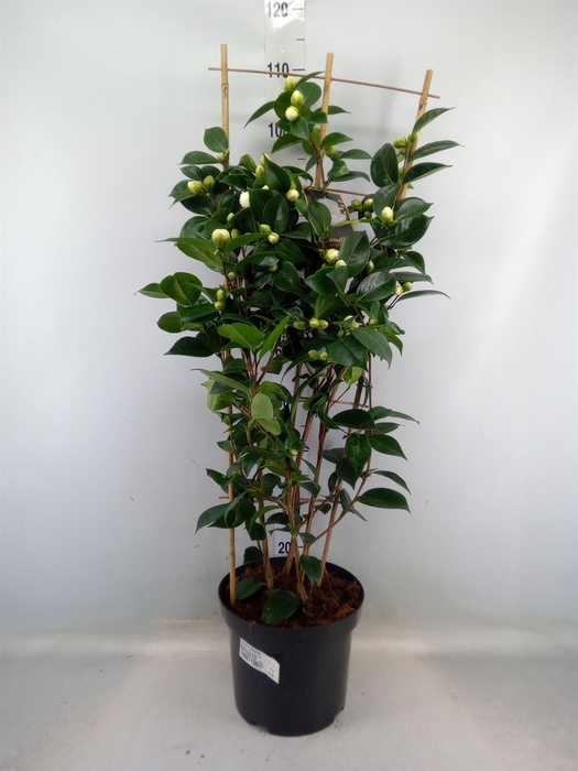 <h4>Camellia japonica</h4>