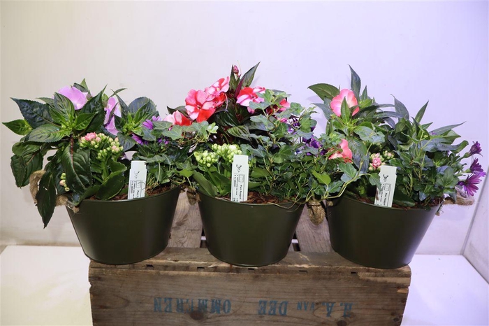 <h4>Arr Tuinplanten In Zinken Kuip</h4>