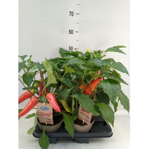 Capsicum annuum   ...peper