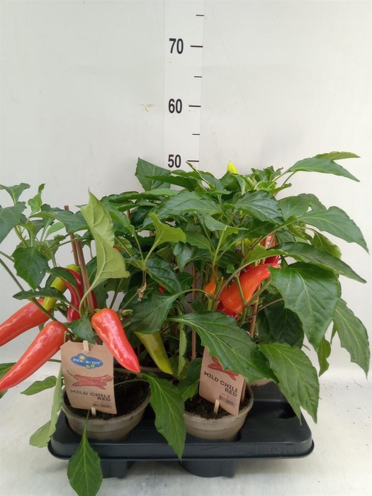 <h4>Capsicum annuum   ...peper</h4>