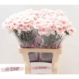 Di St Bridal Damascu