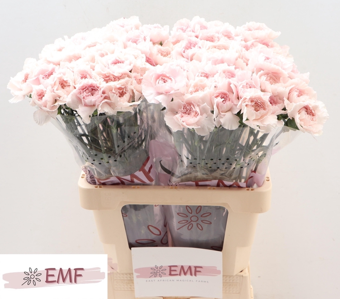 <h4>DI ST BRIDAL DAMASCU</h4>