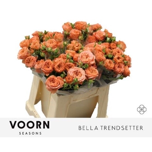 Rosa spray bella trendsetter