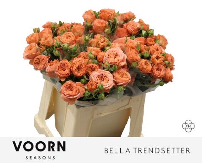<h4>Rosa spray bella trendsetter</h4>