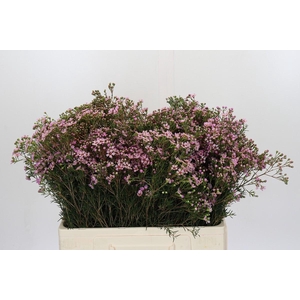 Chamelaucium Jupiter Solar