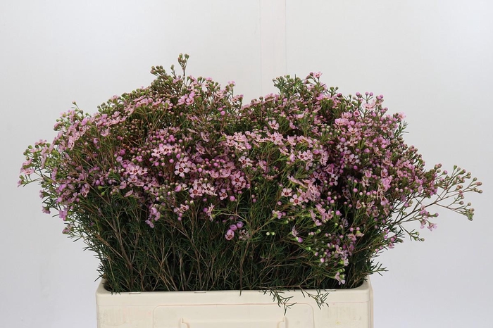 <h4>Chamelaucium Jupiter Solar</h4>