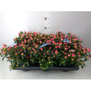 Rhododendron sim. 'Hor Primavera'