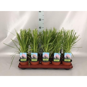 Cortaderia sell. 'Rosea'