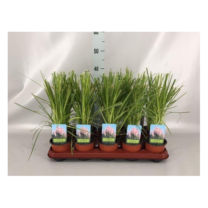 <h4>Cortaderia sell. 'Rosea'</h4>