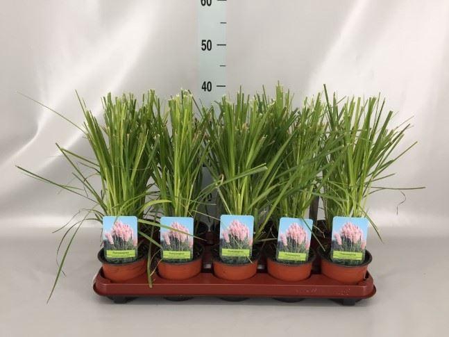 Cortaderia sell. 'Rosea'