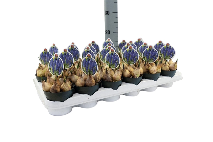 <h4>Muscari  'Lindsay'</h4>