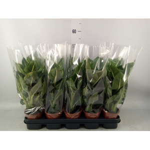 Dieffenbachia  'Green Magic'