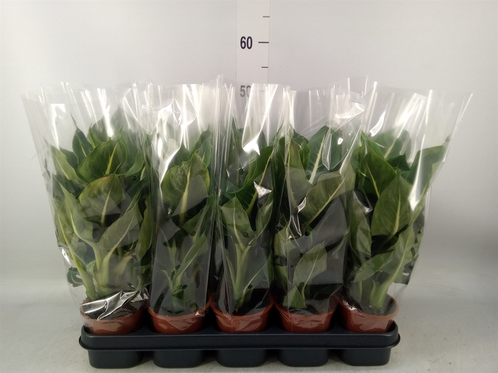 <h4>Dieffenbachia  'Green Magic'</h4>