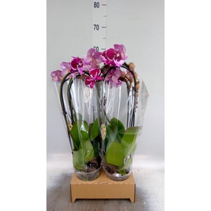 Phalaenopsis  'Elegant Cascade'
