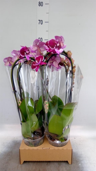 <h4>Phalaenopsis  'Elegant Cascade'</h4>