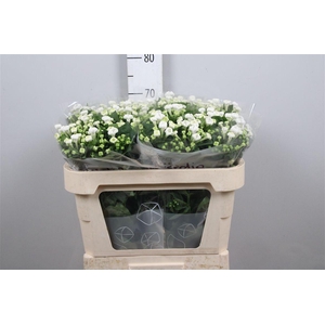 Bou En Whi Sensation