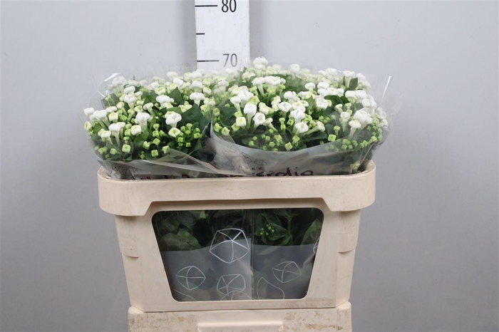 <h4>Bou En Whi Sensation</h4>