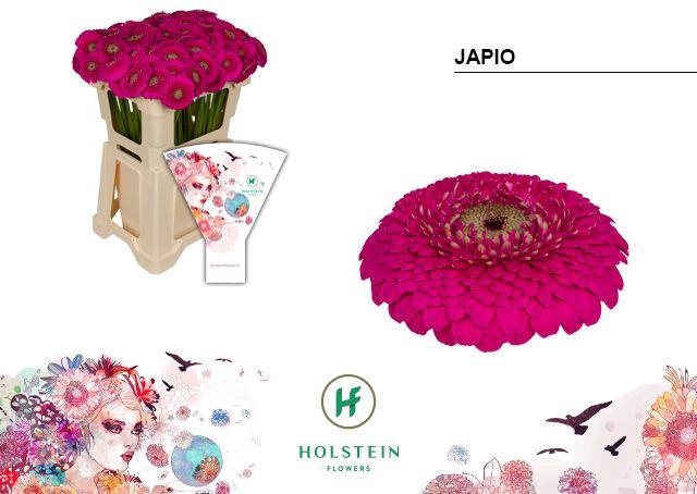 <h4>Germini Pomponi Japio Water</h4>