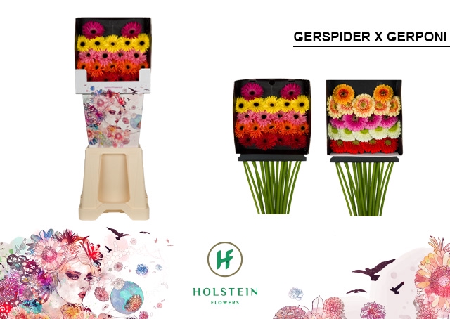 <h4>GE MB Gerspider x Gerponi Mix diamond x80</h4>