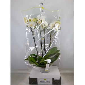 Phalaenopsis   ...white